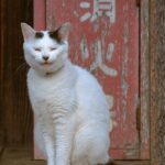 笑う猫ミーム 笑顔をいただきました。